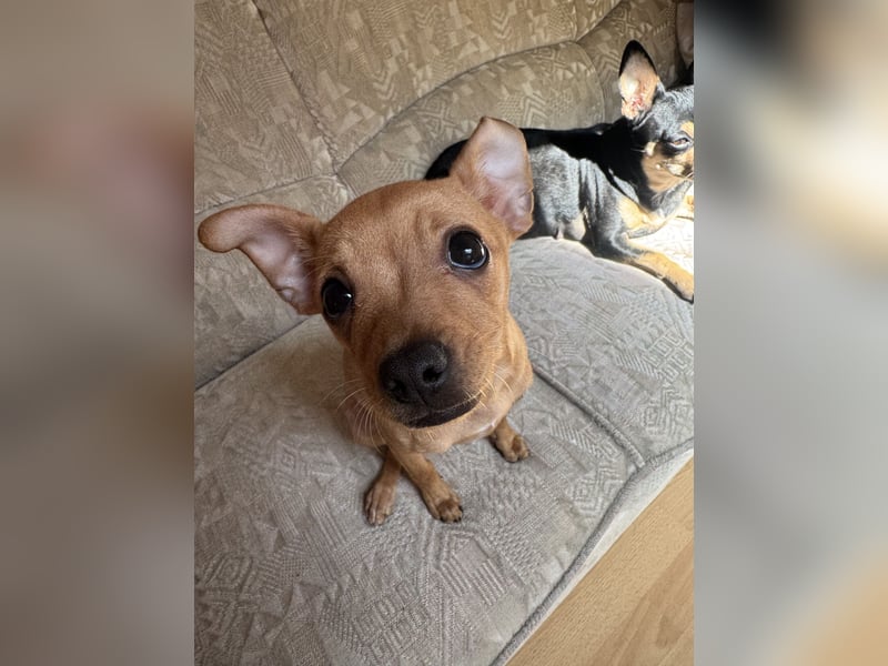 Mini Pinscher
