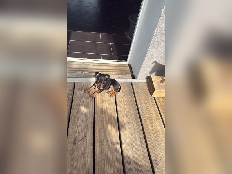 Deutsche Zwergpinscher Hündin (Welpe)