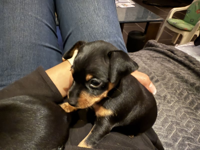 Deutsche Zwergpinscher Hündin (Welpe)