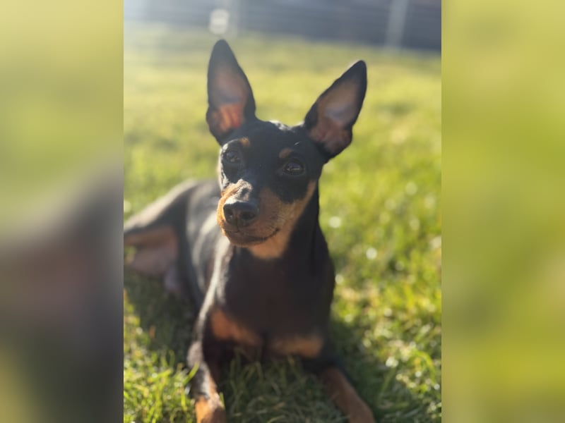 Deutsche Zwergpinscher Hündin (Welpe)