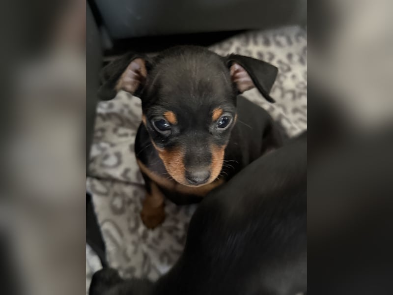 Deutsche Zwergpinscher Hündin (Welpe)