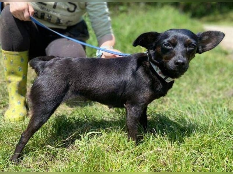 Regina, Pinscher Mischling