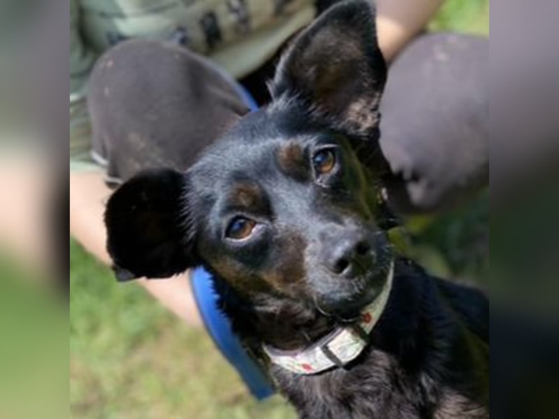 Regina, Pinscher Mischling