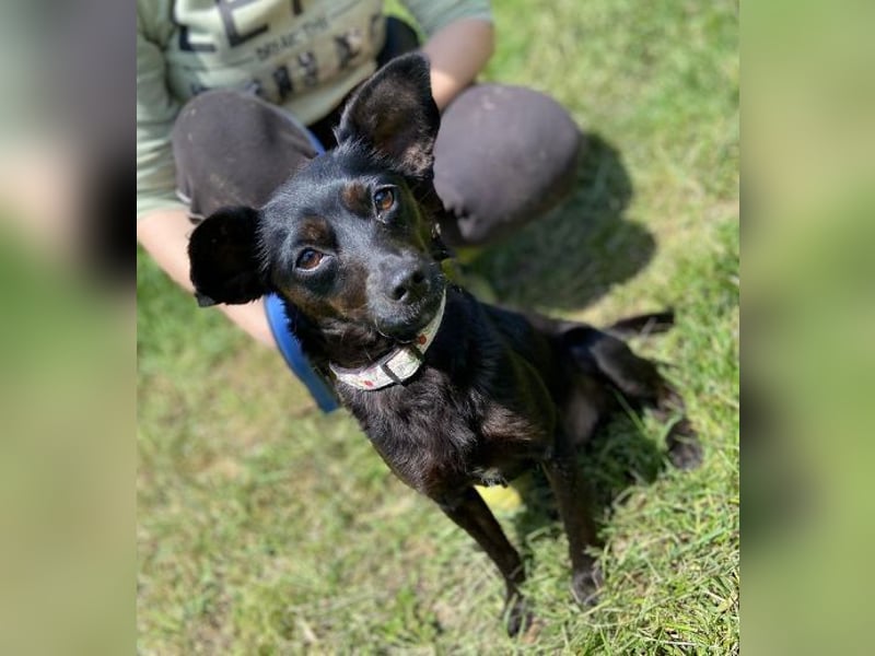 Regina, Pinscher Mischling