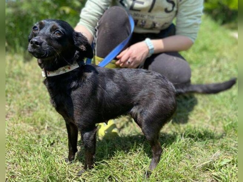 Regina, Pinscher Mischling