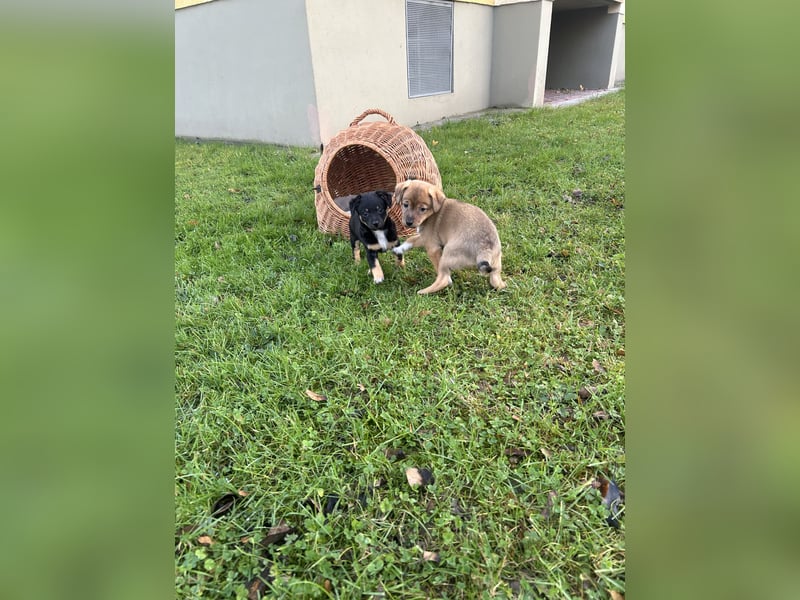 Zwergpinscher