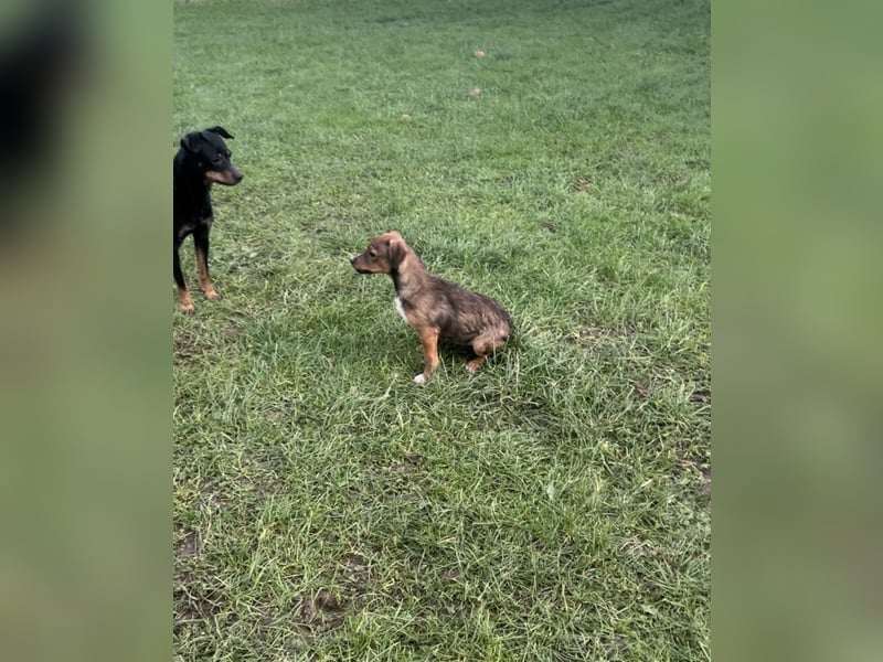 Zwergpinscher
