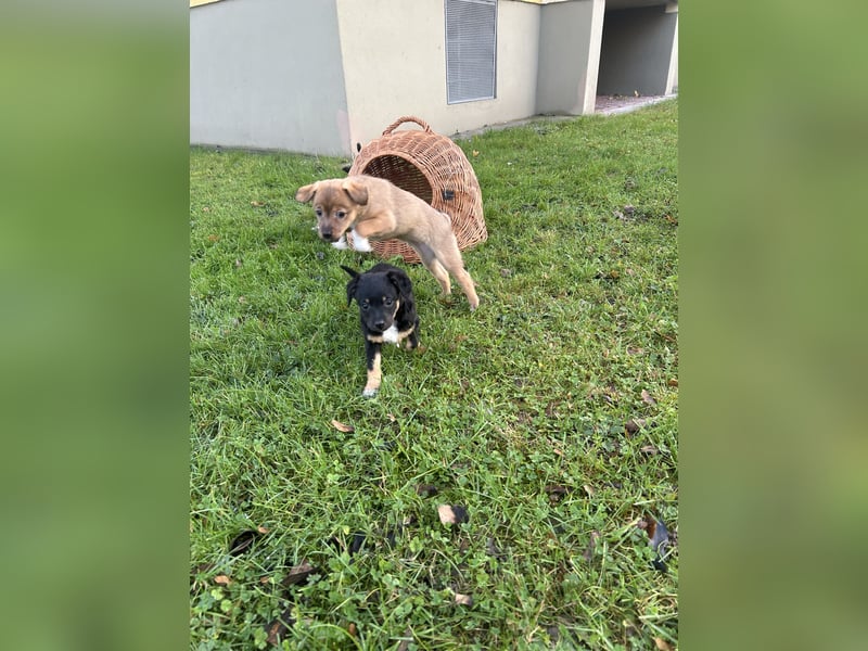Zwergpinscher