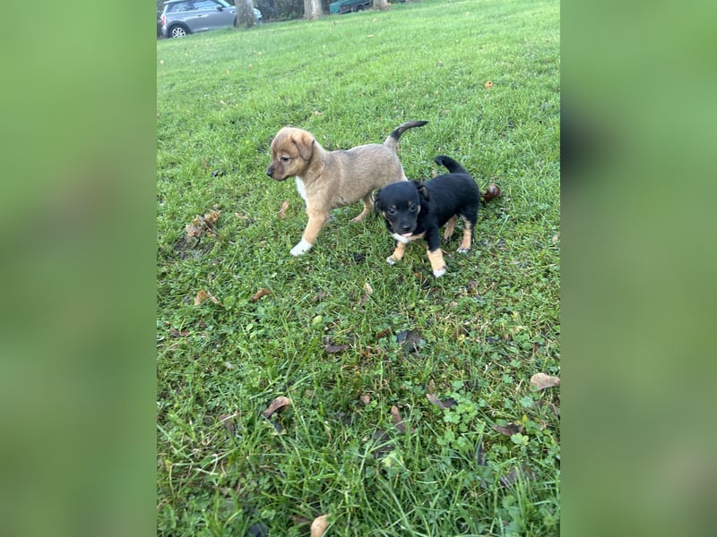 Zwergpinscher