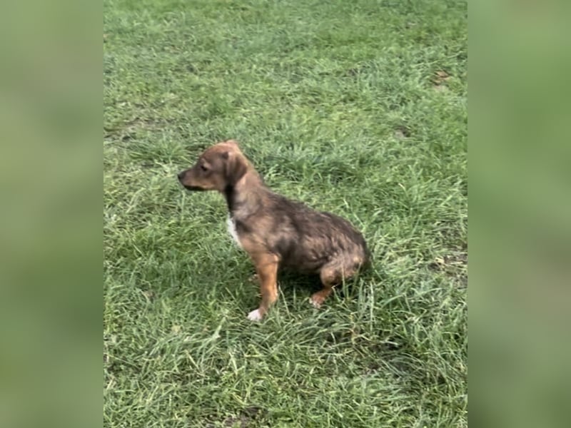 Zwergpinscher