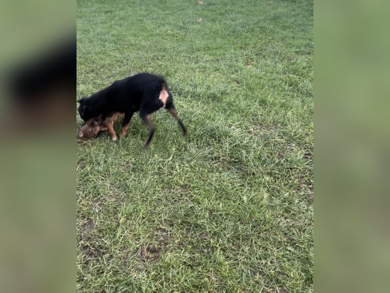 Zwergpinscher