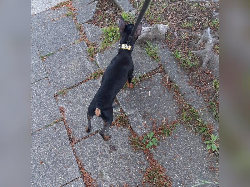 Hallo Verkaufe ein schöne Zwergpinscher Hündin