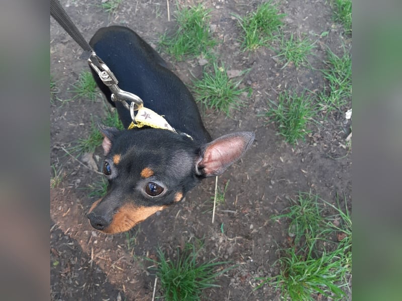 Hallo Verkaufe ein schöne Zwergpinscher Hündin
