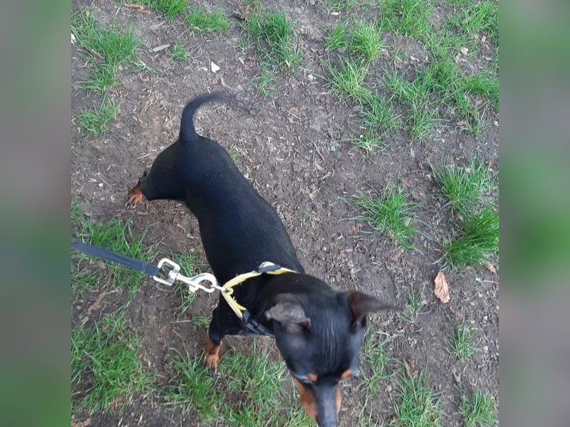 Hallo Verkaufe ein schöne Zwergpinscher Hündin