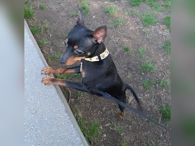 Hallo Verkaufe ein schöne Zwergpinscher Hündin