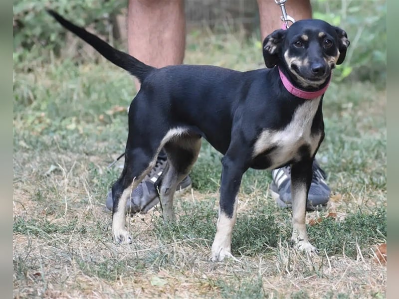 Liebe kleine Pinscher-Mixhündin „Hera“, ca. 09.2022 geb., sucht Körbchen