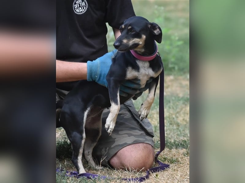 Liebe kleine Pinscher-Mixhündin „Hera“, ca. 09.2022 geb., sucht Körbchen