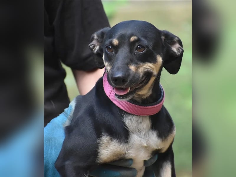 Liebe kleine Pinscher-Mixhündin „Hera“, ca. 09.2022 geb., sucht Körbchen