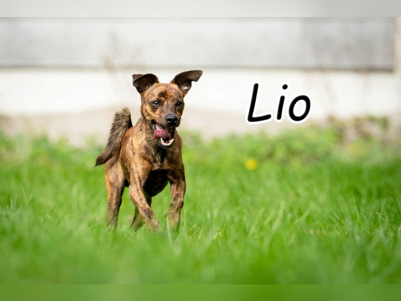 Darf Lio mit Ihnen auf große Abenteuer gehen?