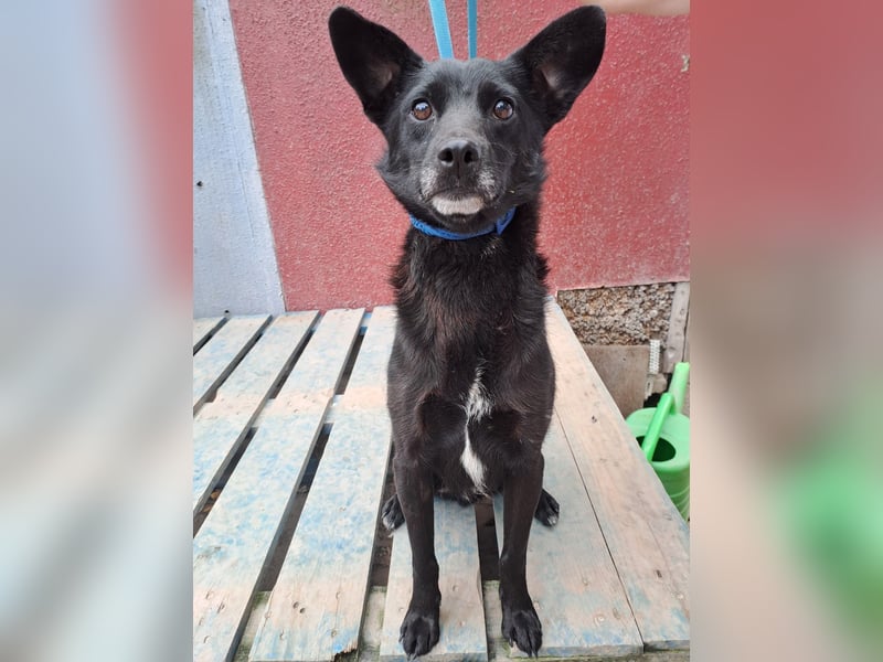 MATEO ca. 3 J. sehr liebenswerter ,menschenbezogener Rüde