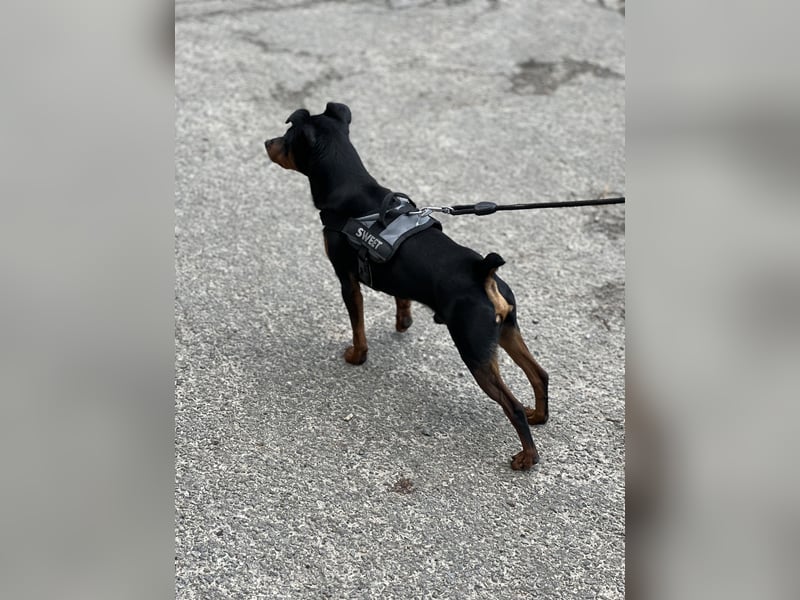 Zwergpinscher - Deckrüde