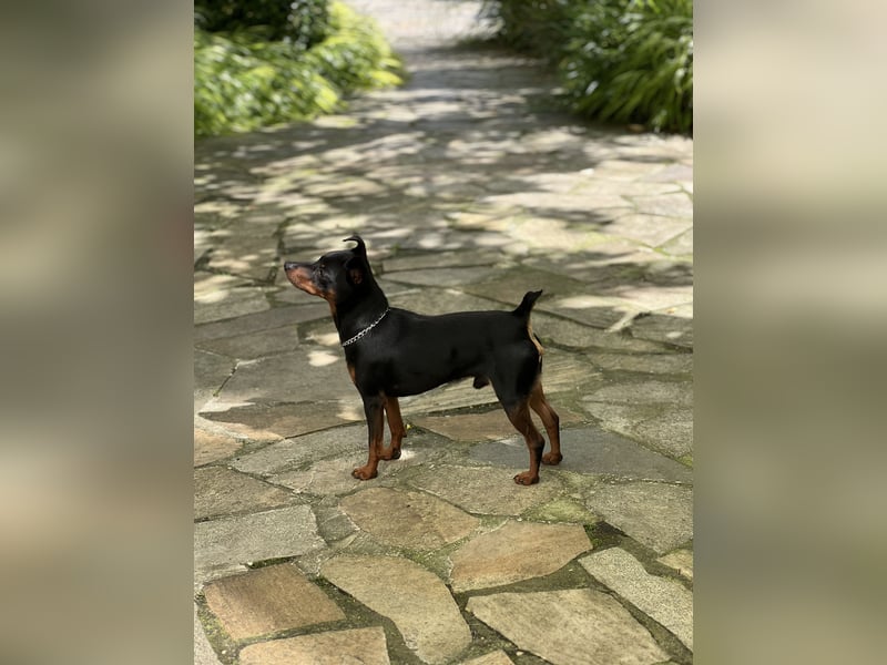 Zwergpinscher - Deckrüde