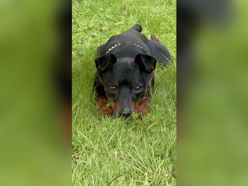 Zwergpinscher - Deckrüde