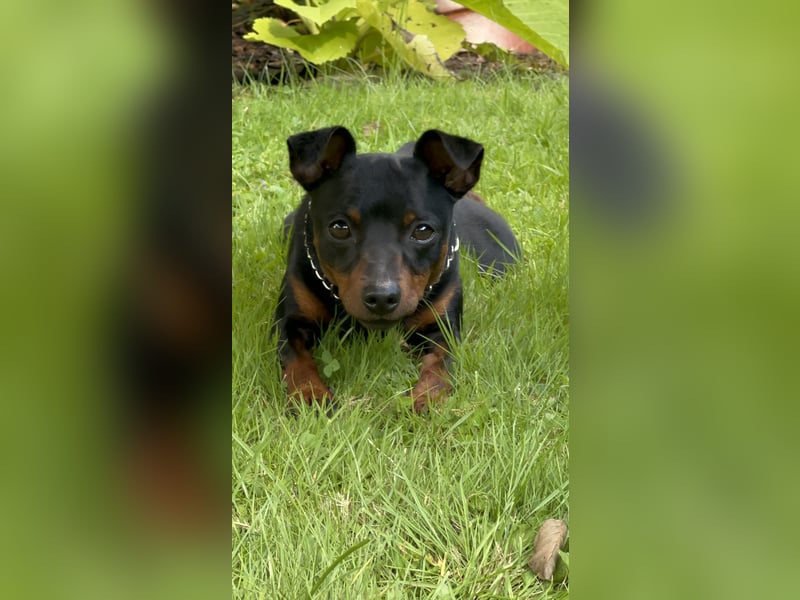 Zwergpinscher - Deckrüde