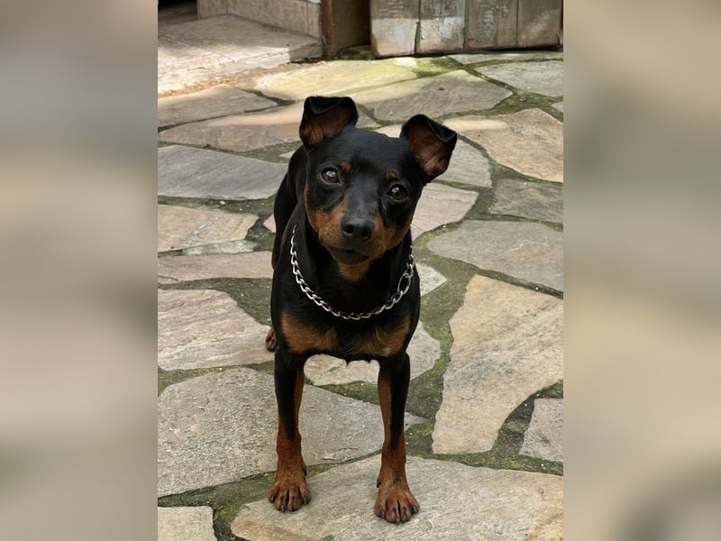 Zwergpinscher - Deckrüde