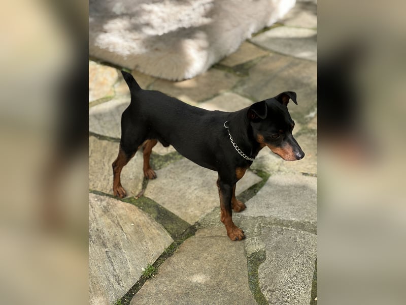 Zwergpinscher - Deckrüde