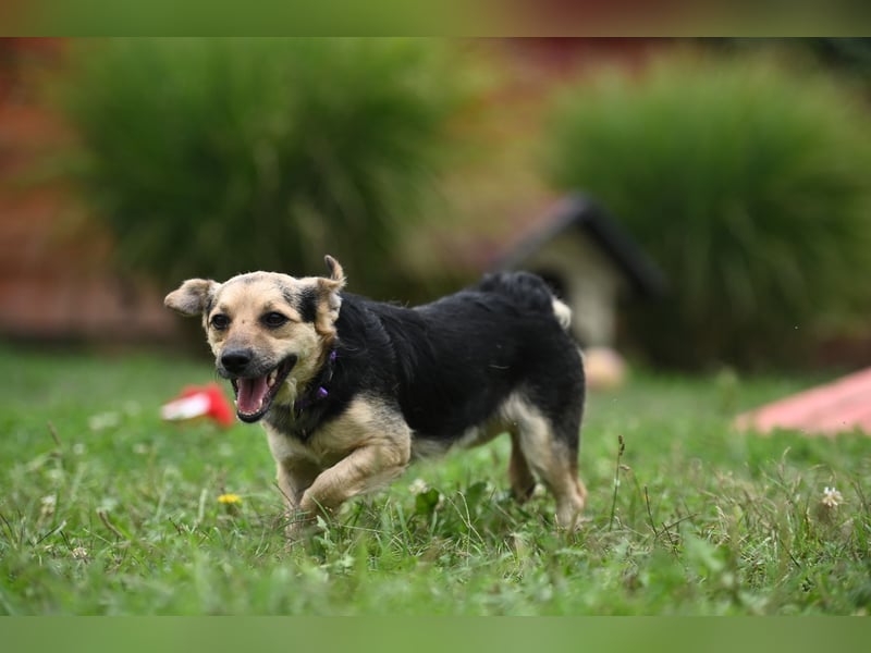 Lolek - mit 8 Kilo durch dick und dünn