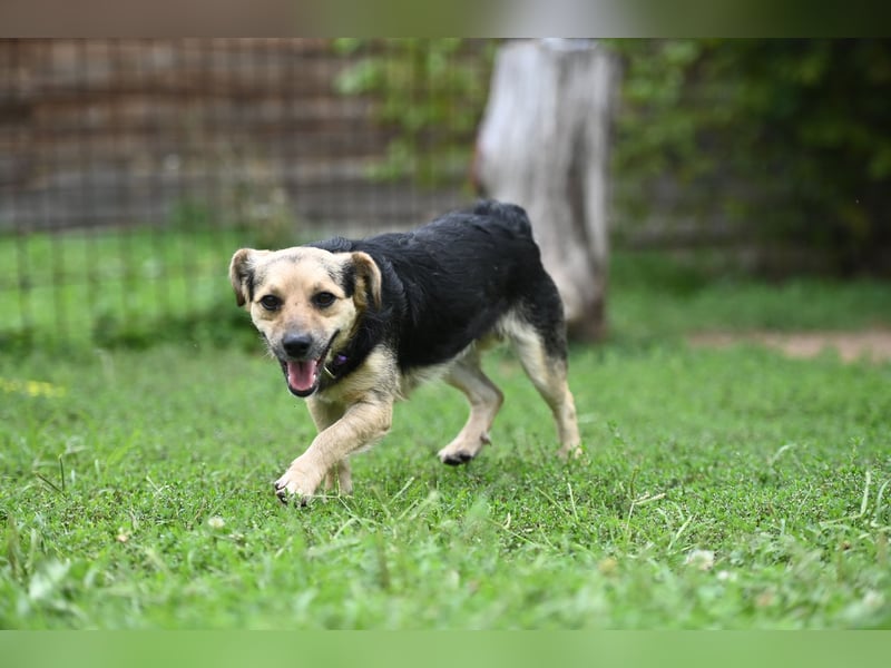 Lolek - mit 8 Kilo durch dick und dünn