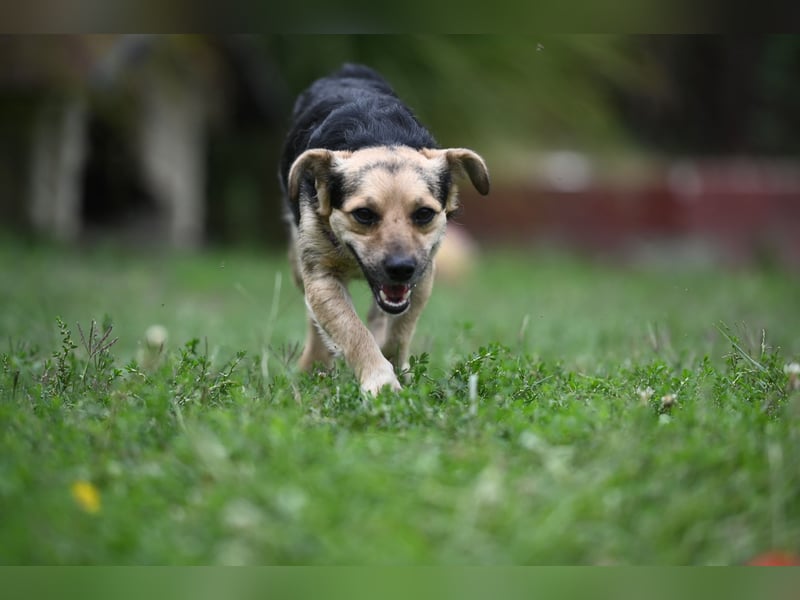 Lolek - mit 8 Kilo durch dick und dünn