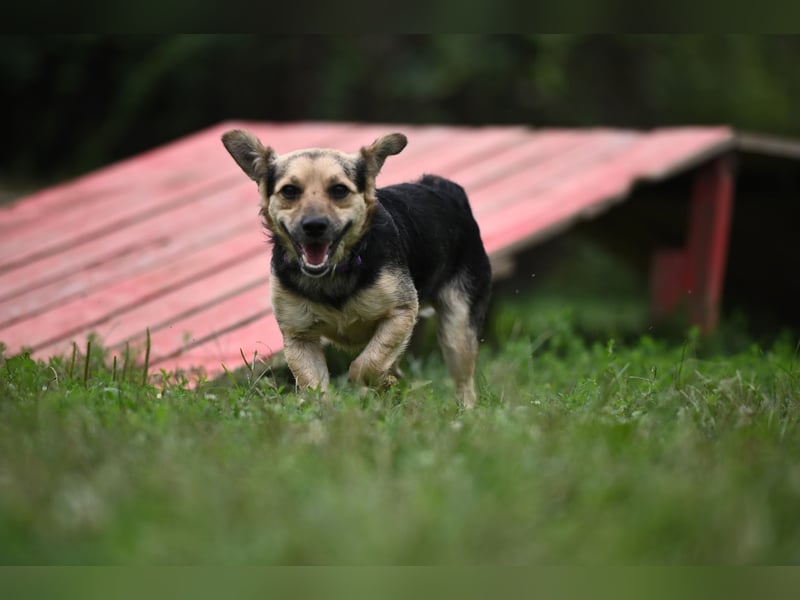 Lolek - mit 8 Kilo durch dick und dünn