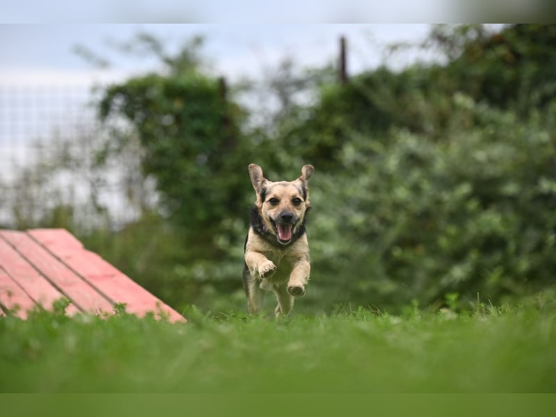 Lolek - mit 8 Kilo durch dick und dünn