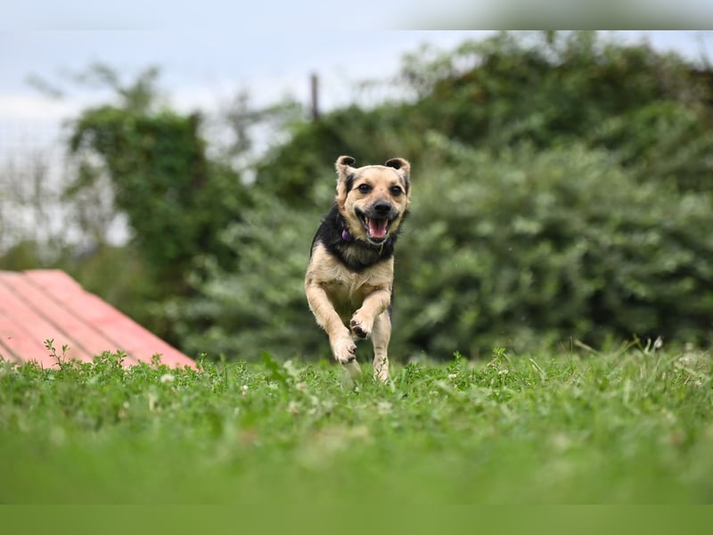 Lolek - mit 8 Kilo durch dick und dünn