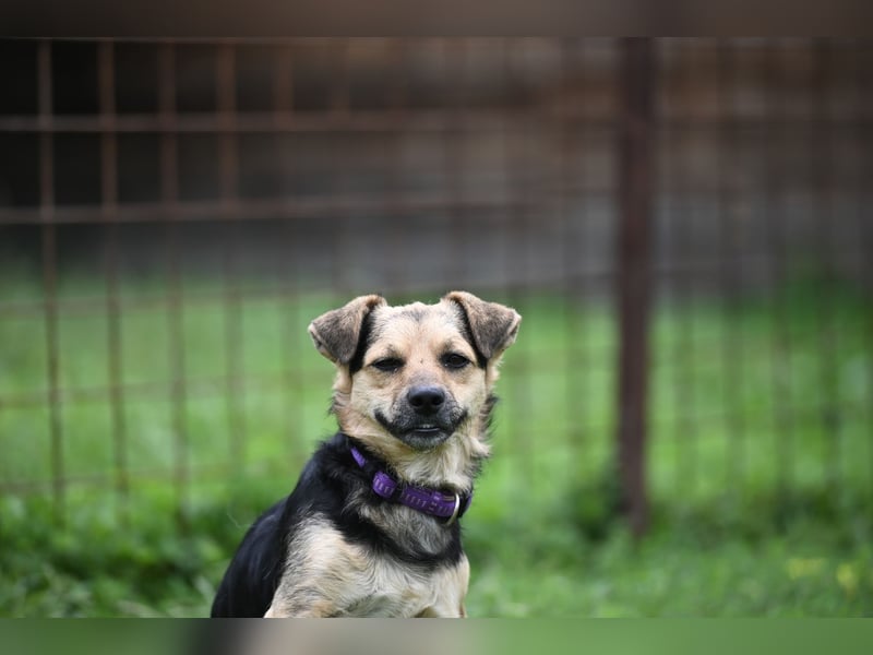 Lolek - mit 8 Kilo durch dick und dünn