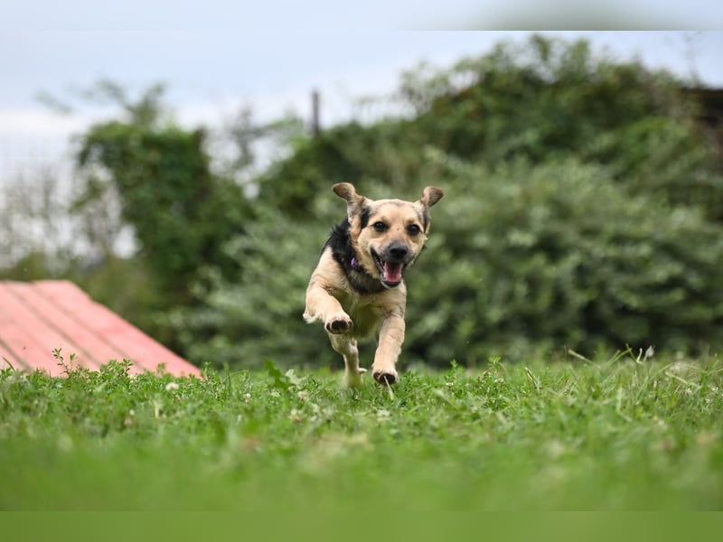 Lolek - mit 8 Kilo durch dick und dünn