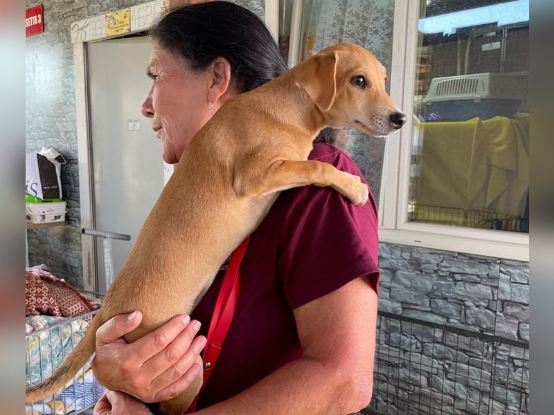 Tilly: 4 Pfötchen wollen dich begleiten