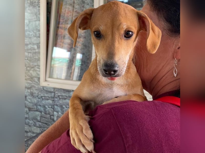 Tilly: 4 Pfötchen wollen dich begleiten