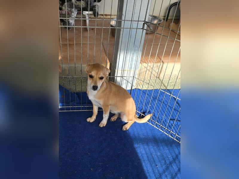 Tilly: 4 Pfötchen wollen dich begleiten