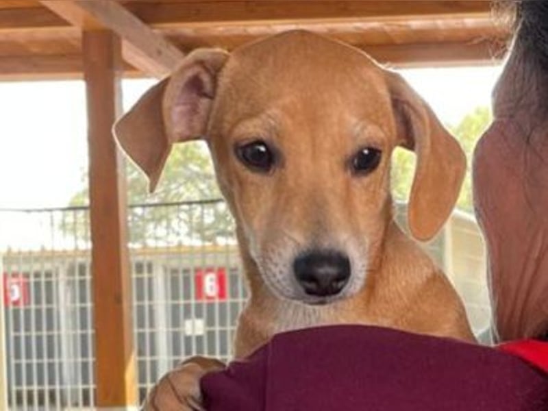 Tilly: 4 Pfötchen wollen dich begleiten