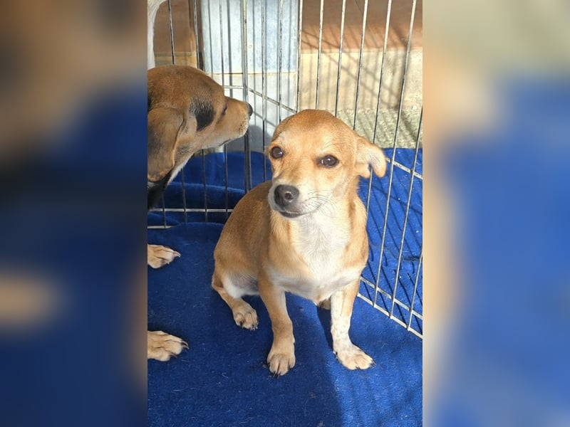 Tilly: 4 Pfötchen wollen dich begleiten