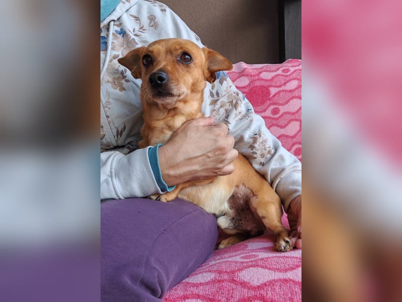 Pinscher-Mix-Bub ♥ Sammy ♥ kleiner lebensfroher Charmeur