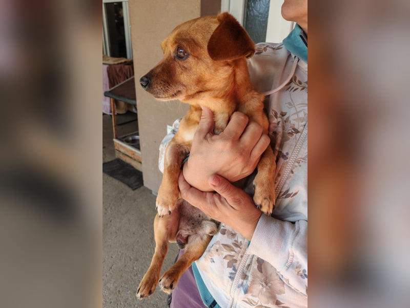 Pinscher-Mix-Bub ♥ Sammy ♥ kleiner lebensfroher Charmeur