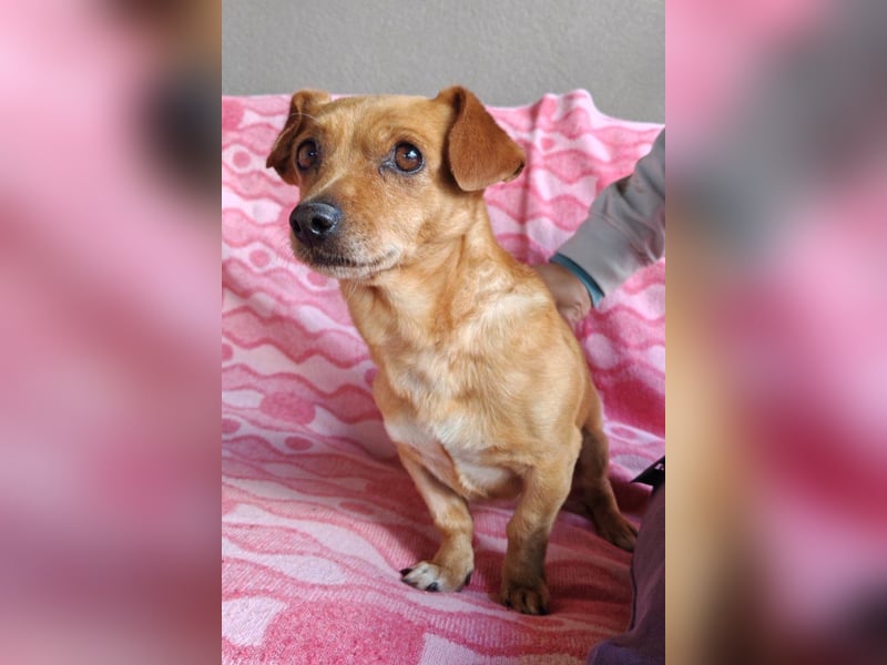 Pinscher-Mix-Bub ♥ Sammy ♥ kleiner lebensfroher Charmeur