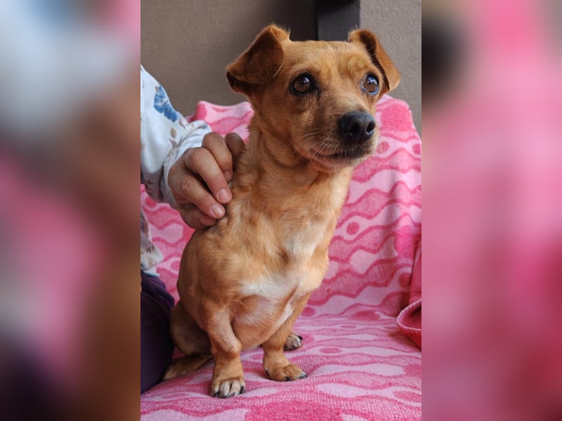 Pinscher-Mix-Bub ♥ Sammy ♥ kleiner lebensfroher Charmeur