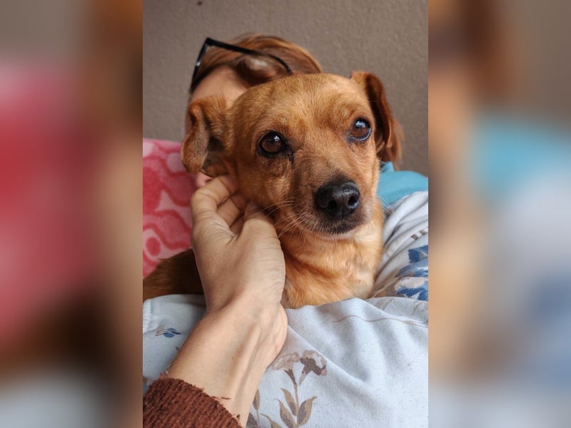 Pinscher-Mix-Bub ♥ Sammy ♥ kleiner lebensfroher Charmeur