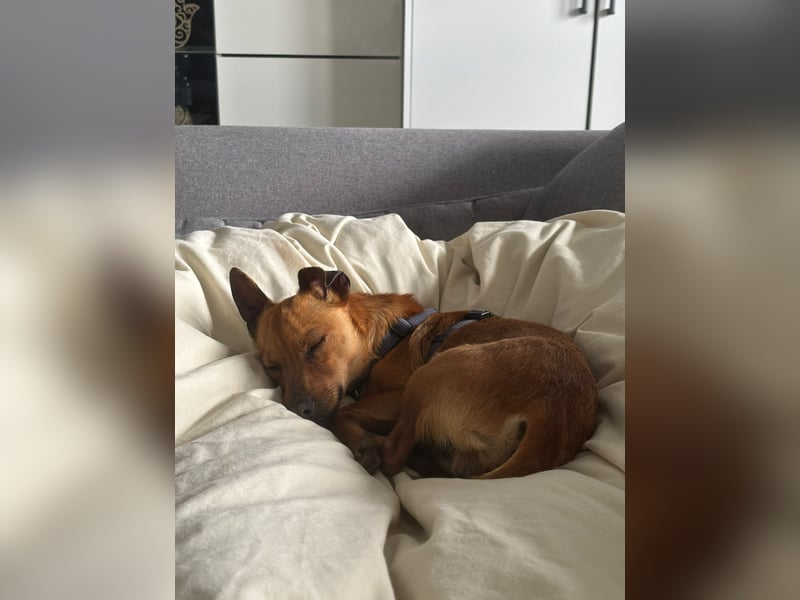 Mogli, kleiner Pinscher Mix Rüde