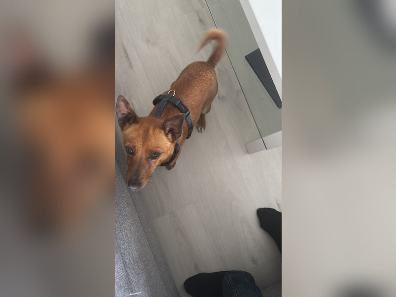 Mogli, kleiner Pinscher Mix Rüde